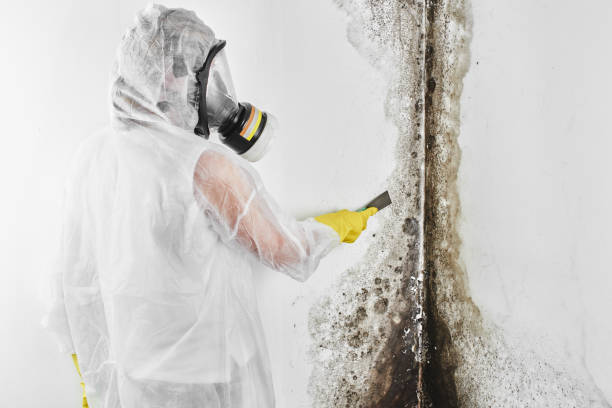Best Same-Day Mold Removal  in Yardley, PA