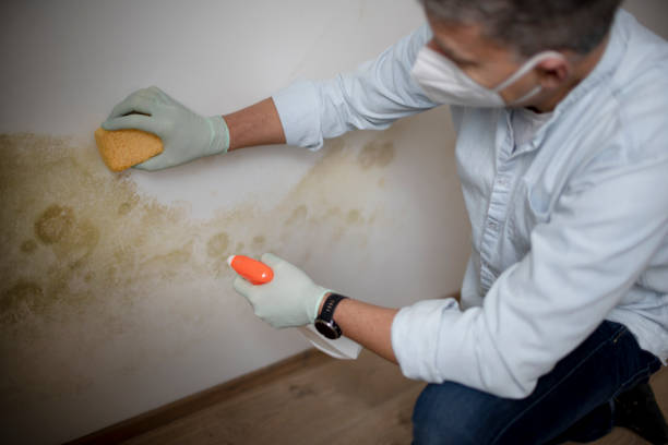 Best Fast Mold Removal  in Yardley, PA