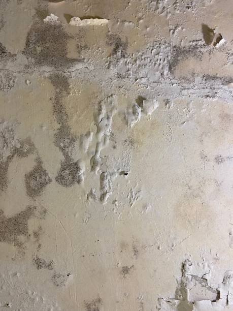Best Mold Remediation  in Yardley, PA