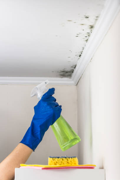 Best Mold Cleaning Services  in Yardley, PA