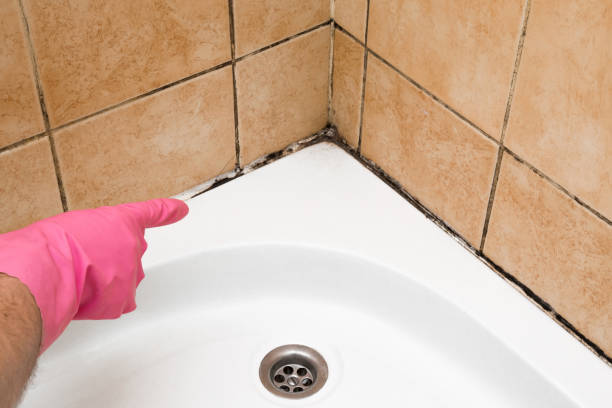 Best Mold Removal Company Near Me  in Yardley, PA